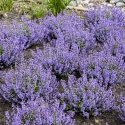 'Cat's Pajamas' Catmint -Perennials Store 007a41431a16418c80d39db60b946bc7