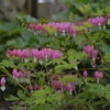 Bleeding Heart -Perennials Store 066079a47645f20c474e001f9a122790