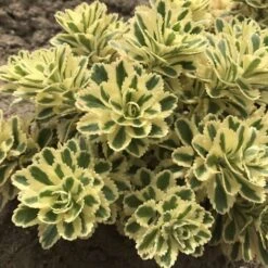 'Atlantis' Stonecrop -Perennials Store 074d3ed772fe925ab043a076e3d349e4