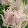'Milk And Honey' Astilbe -Perennials Store 090417gbv103AstilbechinensisMilkandHoney 800x800 91afdf1