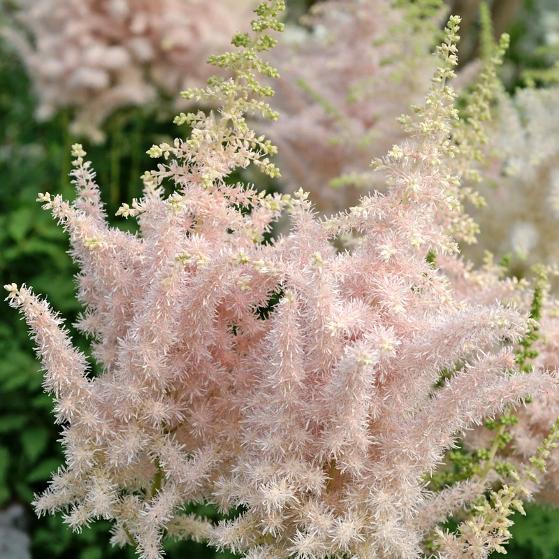 'Milk And Honey' Astilbe 3 'Milk And Honey' Astilbe