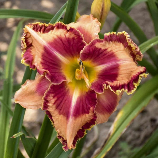 Rainbow Rhythm® 'Lake Of Fire' Daylily 4 Rainbow Rhythm® 'Lake Of Fire' Daylily - Image 2