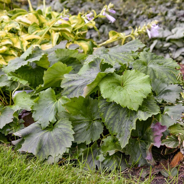 'Fusion Of Fire' Oredenia 4 'Fusion Of Fire' Oredenia - Image 2