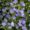 Rozanne® Cranesbill -Perennials Store 0ca00ed49dfa46cef8c9f3a8128ddab1