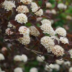 Ginger Wine® Ninebark -Perennials Store 1034 4522 popup sw