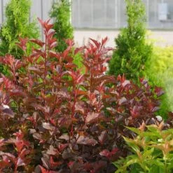 Ginger Wine® Ninebark -Perennials Store 1034 4523 popup sw