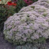 Rock 'N Round™ 'Pure Joy' Stonecrop -Perennials Store 104f075df1d3b51c0a372227e4cac306