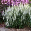 Magic Show® 'White Wands' Spike Speedwell -Perennials Store 1100 3777 popup