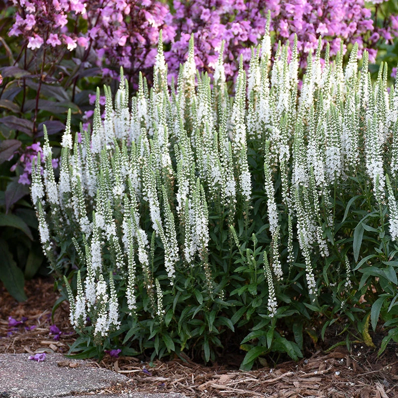 Magic Show® 'White Wands' Spike Speedwell 3 Magic Show® 'White Wands' Spike Speedwell