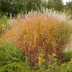 Purple Eulalia -Perennials Store 111 1217 popup sw