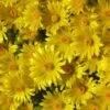 'Gold Nugget' Ice Plant -Perennials Store 115 1057 popup sw