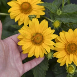 Tuscan Gold™ False Sunflower -Perennials Store 11b3c7bafa35c699d5a58be11810103a