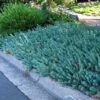 'Blue Spruce' Stonecrop -Perennials Store 120 2413 popup sw