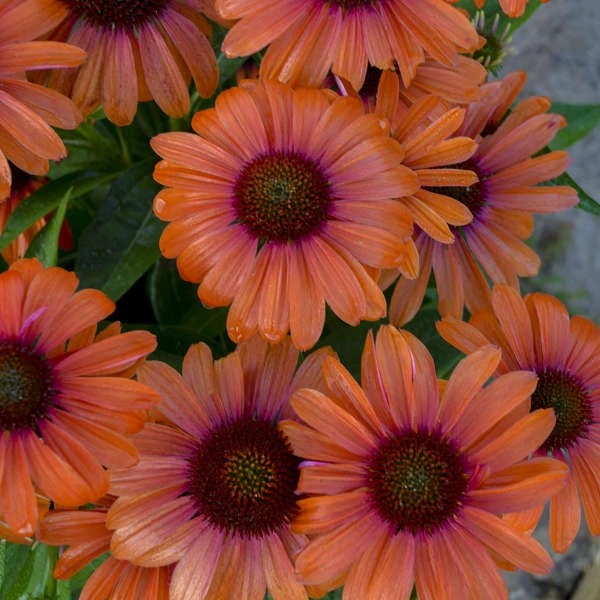 Color Coded™ 'Orange You Awesome' Coneflower 3 Color Coded™ 'Orange You Awesome' Coneflower