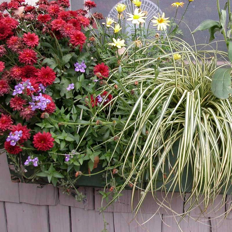 'Evergold' Sedge 5 'Evergold' Sedge - Image 3