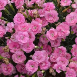Fruit Punch® 'Sweetie Pie' Dianthus