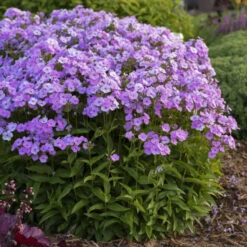 'Opening Act Blush' Hybrid Phlox -Perennials Store 14a27b87d84777e81faa5150cd9670d6