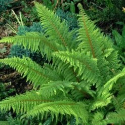 Korean Tassel Fern -Perennials Store 152 1263 popup sw