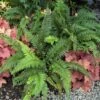 Korean Tassel Fern -Perennials Store 152 1266 popup sw