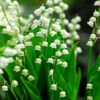 Lily Of The Valley -Perennials Store 176 convallaria lily of the valley 1