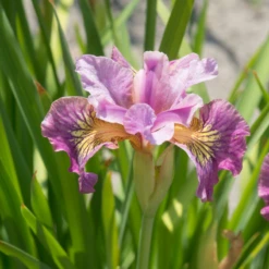 'Miss Apple' Siberian Iris -Perennials Store 180604gbo020IrissibiricaMissApple 800x800 b36441e