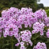 Luminary™ 'Opalescence' Phlox -Perennials Store 1887c8fe50c69809751e3627af0a96ed