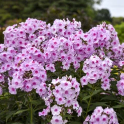 Luminary™ 'Opalescence' Phlox