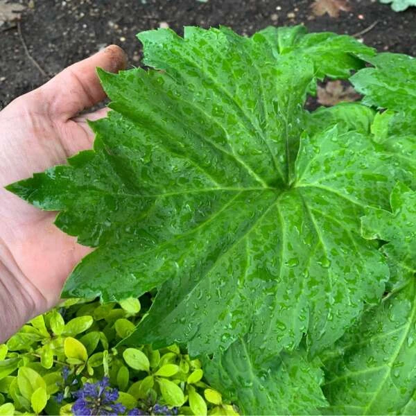 'Fusion Of Fire' Oredenia 6 'Fusion Of Fire' Oredenia - Image 4