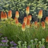 Pyromania® 'Hot And Cold' Red Hot Poker -Perennials Store 19965fc1934e77049e96470d2104692f