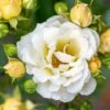 Popcorn Drift® Rose -Perennials Store 1 84bd3981 6ad5 4495 b794 825270b95dad