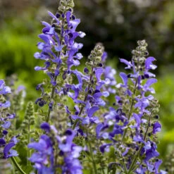 Living Large™ Big Sky Salvia -Perennials Store 1d57ccc8c8b97238f0b12807d303e1b8