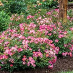 Pink Drift® Rose -Perennials Store 2