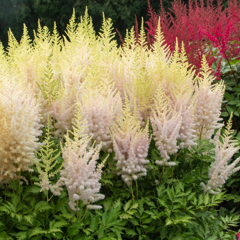 'Milk And Honey' Astilbe 6 'Milk And Honey' Astilbe - Image 4