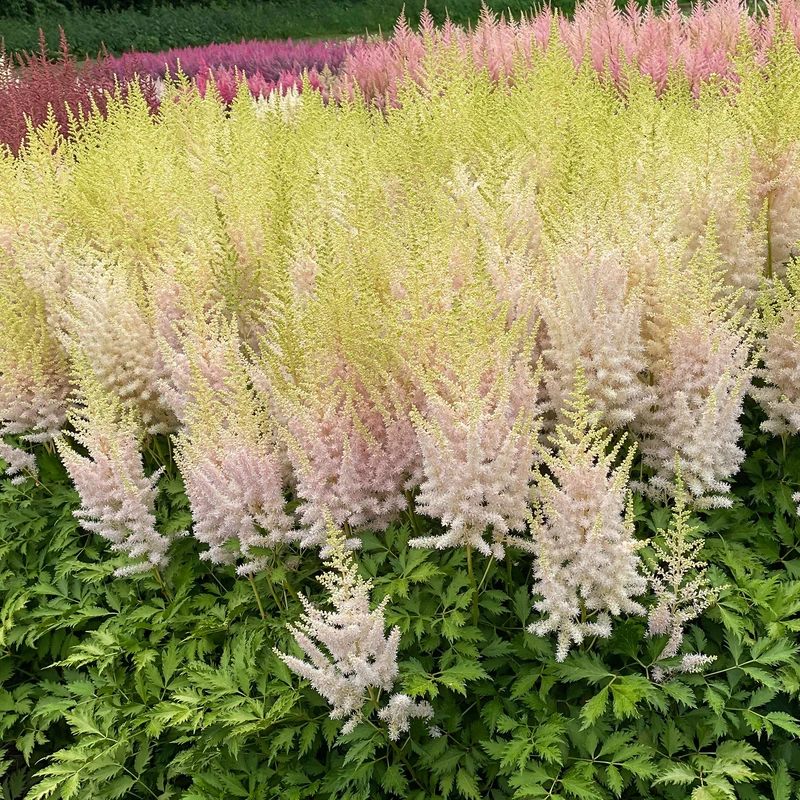 'Milk And Honey' Astilbe 4 'Milk And Honey' Astilbe - Image 2
