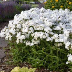 'Opening Act White' Hybrid Phlox -Perennials Store 2086636338d2bfcc9873fb0b305b67a1