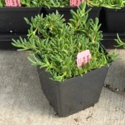 Fire Spinner® Ice Plant -Perennials Store 212 1688 popup sw