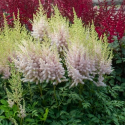 'Milk And Honey' Astilbe 8 'Milk And Honey' Astilbe -Perennials Store 220701gbo051AstilbeMilkandHoney 800x800 975ced0