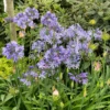 'Dr. Brouwer' Lily-of-the-Nile -Perennials Store 220702gbo030AgapanthusBlue 800x800 3dd1771