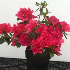 Bloom-A-Thon® Pink Double Reblooming Azalea 8 Bloom-A-Thon® Pink Double Reblooming Azalea -Perennials Store 224 1696 popup 62652c6f 9275 42ba a7d2 0fe27404ca31 sw