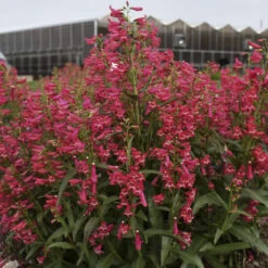 Bejeweled™ 'Rose Rhinestones' Beardtongue -Perennials Store 227120f3995c5a1935960b7899f88d8c