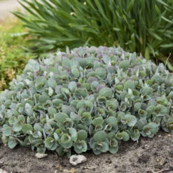 Rock 'N Round™ 'Popstar' Stonecrop 9 Rock 'N Round™ 'Popstar' Stonecrop -Perennials Store 227f54d52c5ff9d8c85dac352f099660