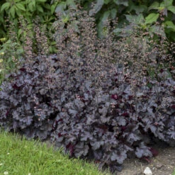 Primo® 'Black Pearl' Coral Bells -Perennials Store 234311fe02f8cbe5d77e9596f4626150
