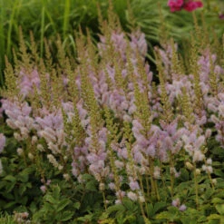 Dwarf Chinese Astilbe -Perennials Store 26a62b9a14c066620793a6074e344f90