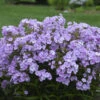 'Opening Act Blush' Hybrid Phlox -Perennials Store 28b1439c8c26a9123460087a2050eb29