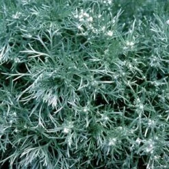 'Silver Mound' Wormwood 10 'Silver Mound' Wormwood -Perennials Store 299 1110 popup sw
