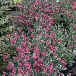 Fruit Punch® 'Black Cherry Frost' Dianthus -Perennials Store 2abdf933c70bf61f7f5db61c2d748d07