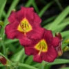'Pardon Me' Daylily -Perennials Store 2bde50f6efa219fdf9d85df1211685b5