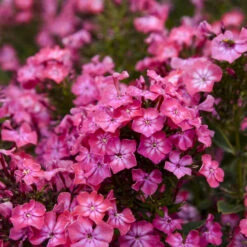 Luminary® 'Pink Lightning' Phlox 6 Luminary® 'Pink Lightning' Phlox -Perennials Store 2c536bd91e5b37215fdd853273e97545