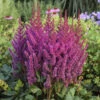 'Visions' Astilbe -Perennials Store 2db35c60f806c1758f52a7d4546ab044