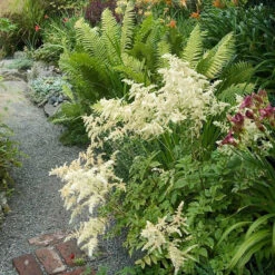 White Astilbe -Perennials Store 300 1244 popup